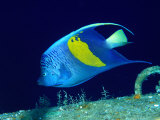 Arabian Angelfish (Pomacanthus Maculosus), Red Sea and Arabian Sea, Egypt Photographic Print by Casey Mahaney