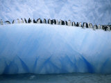 Chin Strap Penguins Cluster Together on an Iceberg Photographic Print by Ralph Lee Hopkins