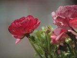 Close View of Ranunculus Blossoms in the Chicago Botanic Garden Photographic Print by Paul Damien