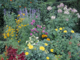 Various Species of Flowers in Garden Fotografisk tryk af Mark Gibson