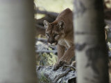 Mountain Lion Stalks Prey Photographic Print by Jim And Jamie Dutcher