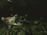 Spawning Sockeye Salmon with Their Mouths Open Wide Photographic Print by Paul Nicklen