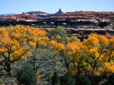 Cottonwoods along Squaw Creek at the Needles, Canyonlands National Park, USA Lámina fotográfica por John Elk III Cottonwoods along Squaw Creek at the Needles, Canyonlands National Park, USA Lámina fotográfica por John Elk III