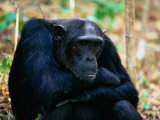 Male Chimpanzee, Pan Troglodytes Photographic Print by Robert Franz