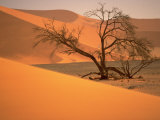 Tree in Namibia Desert, Namibia, Africa Photographic Print by Walter Bibikow