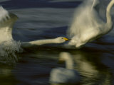 Whooper Swans Racing Across Water During Takeoff Photographic Print