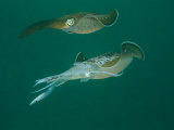 Caribbean Reef Squid Defends its Claim to a Nearby Female Photographic Print by Brian J. Skerry