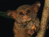 A Tiny Wide-Eyed Tarsier (Tarsius Spectrum) Relishes a Cockroach Snack Photographic Print