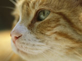 A Close View of the Profile of a Domestic Cat Lámina fotográfica por Joel Sartore