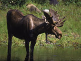 Moose in Habitat, Denali National Park, AK Photographie par Frank Staub