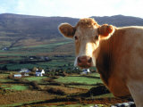 Close-up of a Cow Photographic Print by Michele Burgess