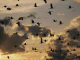 Sandhill Cranes are Silhouetted in Front of Evening Clouds Photographic Print by Stephen Alvarez