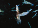 Male Opalescent Inshore Squid Wraps Reddish Tentacles Around a Mate Photographic Print by Brian J. Skerry
