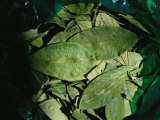 A Close View of a Bag Full of Coca Leaves Photographic Print by Joel Sartore