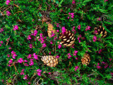 Heather and Scots Pine (Pinus Sylvestris), the Cairngorms, Scotland Photographic Print by Grant Dixon