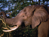 Elephant (Loxodonta Africana) Bull Eating Acacia, Mana Pools Nat. Park, Mashonaland West, Zimbabwe Photographie par Mitch Reardon