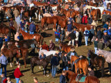 The Masses Gather for the Ballinasloe Horse Fair, Ballinasloe, Ireland Photographic Print by Doug McKinlay