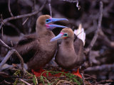 Nesting Pair of Red-Footed Boobies (Sula Sula) in Mangroves on Lighthouse Reef, Belize Photographic Print by Ralph Lee Hopkins