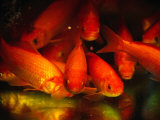 Fish for Sale, Shanghai, China Photographic Print by Phil Weymouth