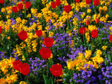 Flowers in Trentham Gardens, England, Trentham, United Kingdom Fotografie-Druck von Chris Mellor