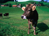 Cows on Pasture, Appenzel Innerhoden, Switzerland Photographic Print by Martin Moos
