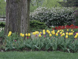 Franklin Park, Columbus, Ohio, USA Photographic Print