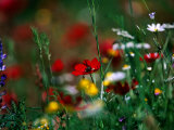 Wildflowers Growing in Olive Grove, Greece Photographic Print by David Tipling Wildflowers Growing in Olive Grove, Greece Photographic Print by David Tipling
