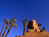 Date Palms along the Avenue of the Sphinxes, Luxor, Egypt Photographic Print by Anders Blomqvist