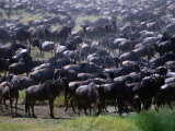 Migrating Wildebeest (Connochaetes Taurinus), Ngorongoro Conservation Area, Arusha, Tanzania Lámina fotográfica por Mitch Reardon