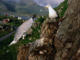 Gulls Nesting in Bird Colony on Small Mountain in the Centre of Vesteralen Town, Nordland, Norway Photographic Print by Christian Aslund
