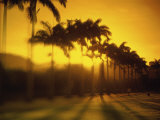 Flamengo Park, Rio de Janeiro, Brazil Photographic Print
