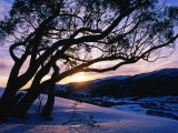 Snowgum at Sunrise on Main Range in Winter, Kosciuszko National Park, New South Wales, Australia Photographie par Grant Dixon