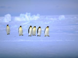Emperor Penguins (Aptenodytes Forsteri) Crossing Ice, Weddell Sea, Antarctica Photographic Print by David Tipling