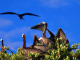 Brown Pelicans Nesting Amongst Red Mangrove, Cayos Cochinos, Islas De La Bahia, Honduras Photographic Print by Ralph Lee Hopkins