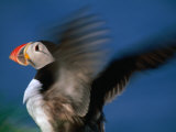 Puffin with Wings Flapping, Gossen, Nordland, Norway Photographic Print by Christian Aslund