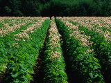 Tobacco Crop in Field in Wandiligong Valley Bright, Victoria, Australia Photographic Print by Barnett Ross