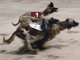 Afghan Hounds Racing Photographic Print
