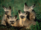 Bat-Eared Fox Pups (Octocyon Megalotis) In Their Den, Serengeti NP, Tanzania Lámina fotográfica por Ariadne Van Zandbergen Bat-Eared Fox Pups (Octocyon Megalotis) In Their Den, Serengeti NP, Tanzania Lámina fotográfica por Ariadne Van Zandbergen