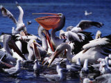 Common Pelicans (Pelecanidae) on Water, Australia Photographic Print by David Curl
