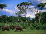 Two Bull Elephants (Loxodonta Africana), Hwange National Park, Zimbabwe Photographic Print by Ariadne Van Zandbergen