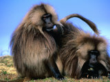 Gelada Baboons (Theropithecus Gelada) Grooming, Simien Mountains National Park, Ethiopia Photographie par Frances Linzee Gordon