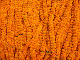 Marigolds for Sale at Flower Market Below Howrah Bridge, Kolkata, India Photographic Print by Richard I'Anson