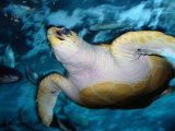 Turtle Underwater, Australia Photographie par Peter Hendrie