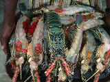 Lobster on Tray About to Be Barbecued, Djibouti, Djibouti Photographie par Frances Linzee Gordon