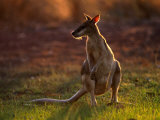 Agile Wallaby (Macropus Agilis), Kakadu National Park, Australia Photographie par Mitch Reardon