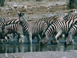 Zebras (Equus Zebra) Drinking in River, Etosha National Park, Namibia Photographic Print by Dennis Jones
