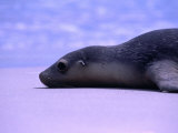 Sea Lion (Neophoca Cinerea) Lying in Sand, Seal Bay, Australia Photographic Print by Dennis Jones