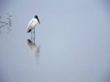 A Lone Wood Stork, Stalking in the Shallows, Playa Esterillos, Puntarenas, Costa Rica Photographic Print by Mark Newman