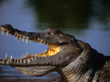 Nile Crocodile (Crocodylus Niloticus), Paga, Ghana Fotografisk tryk af Ariadne Van Zandbergen Nile Crocodile (Crocodylus Niloticus), Paga, Ghana Fotografisk tryk af Ariadne Van Zandbergen