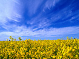 A Field Of Rape Crop, Northern Victoria, Australia Lámina fotográfica por Phil Weymouth